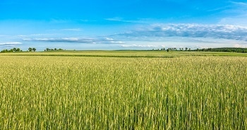Sensor Technology and the Future of Agriculture