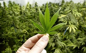 Identifying Active and Inactive Components of Marijuana