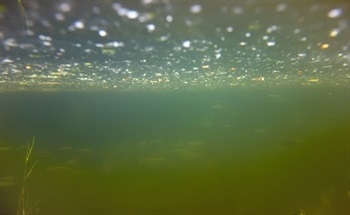 Rapid Aroma Profiling to Analyze MIB and GSM in Pond Water