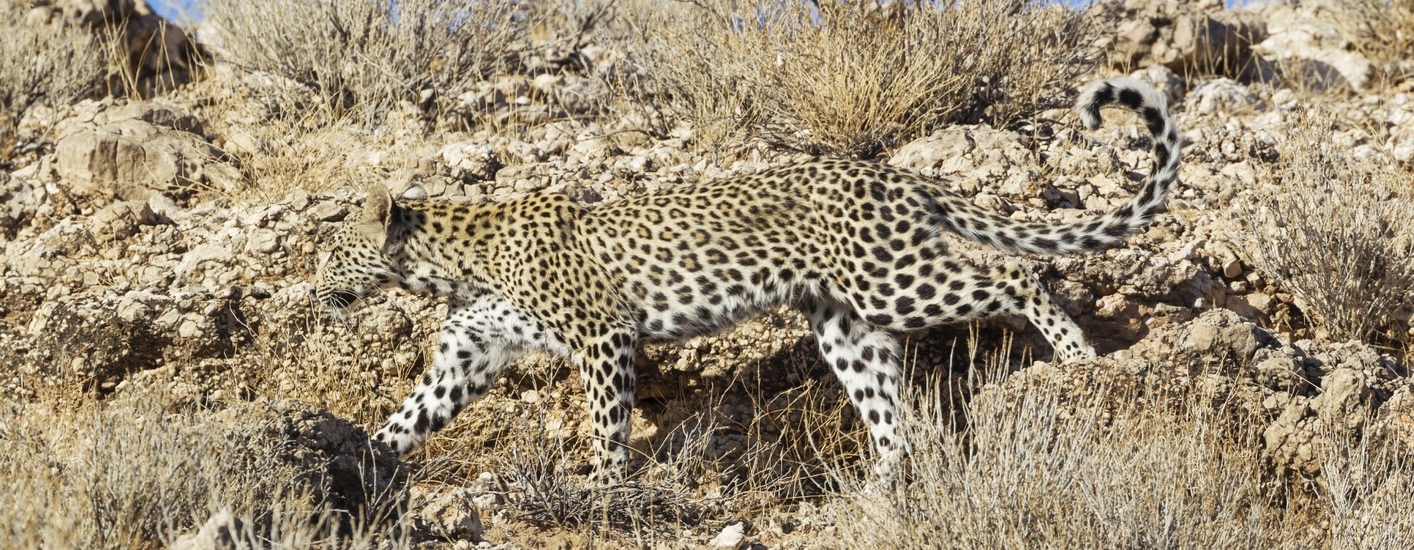 Signal to Shield: Sensor-Driven Adaptive Camouflage