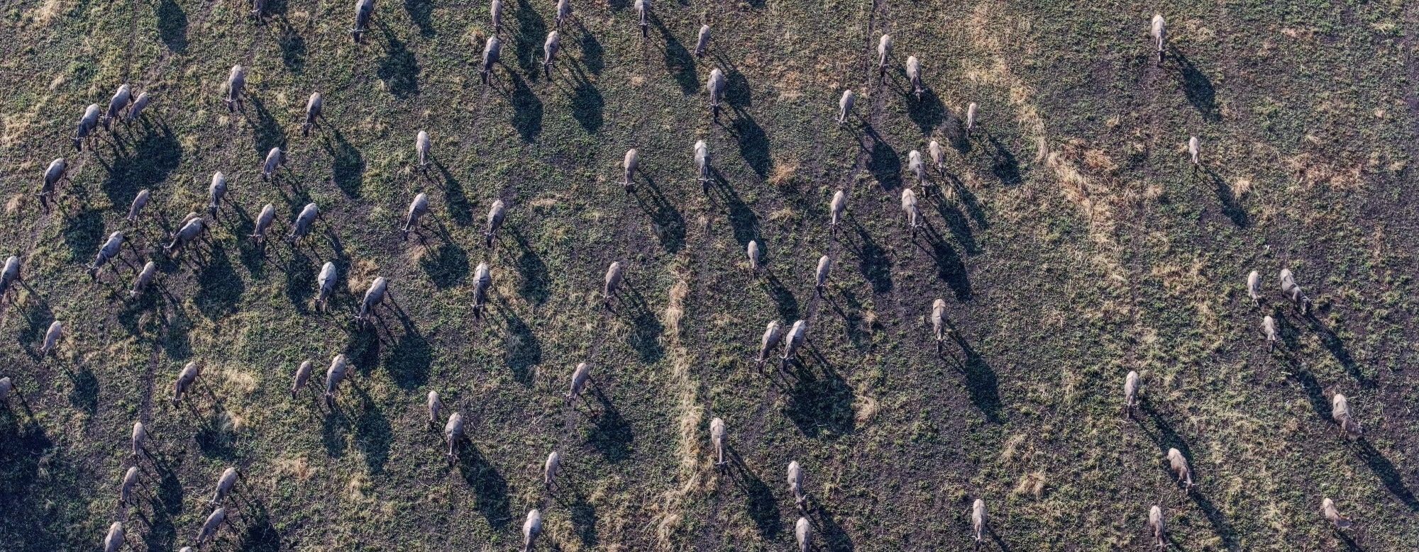 Tracking Animals from Space: Project ICARUS