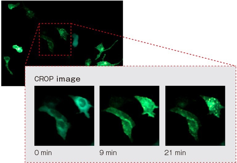 NanoLuc fusion protein ARRB2 and Venus fusion protein V2R are nearby and BRET is occurring.
