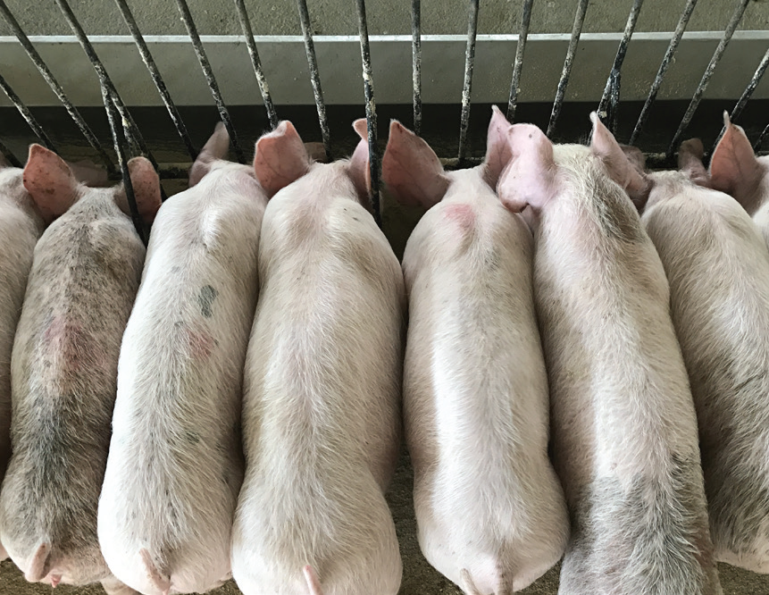 Simplifying Feed Inventory with FeedView®