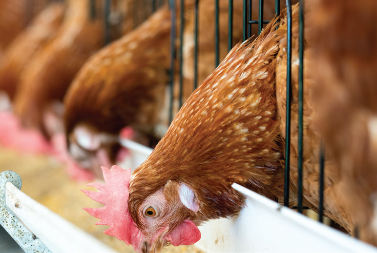 Simplifying Feed Inventory with FeedView®