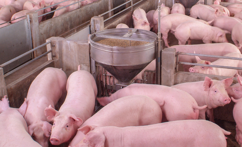 Simplifying Feed Inventory with FeedView®