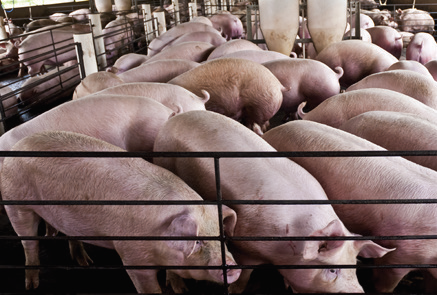 Simplifying Feed Inventory with FeedView®