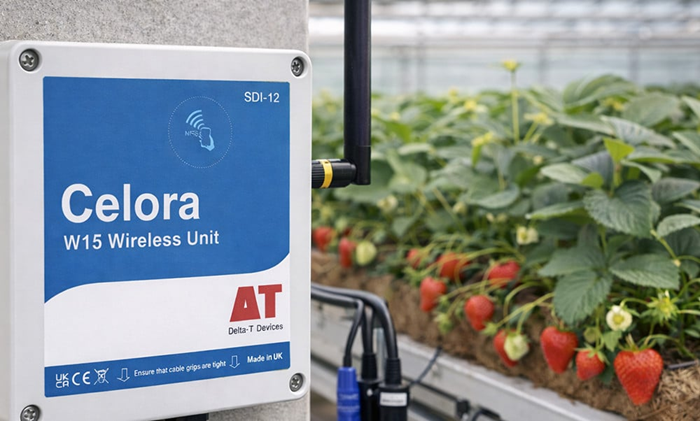 Celora W15 Wireless SDI-12 Telemetry Unit, with strawberries growing in the background