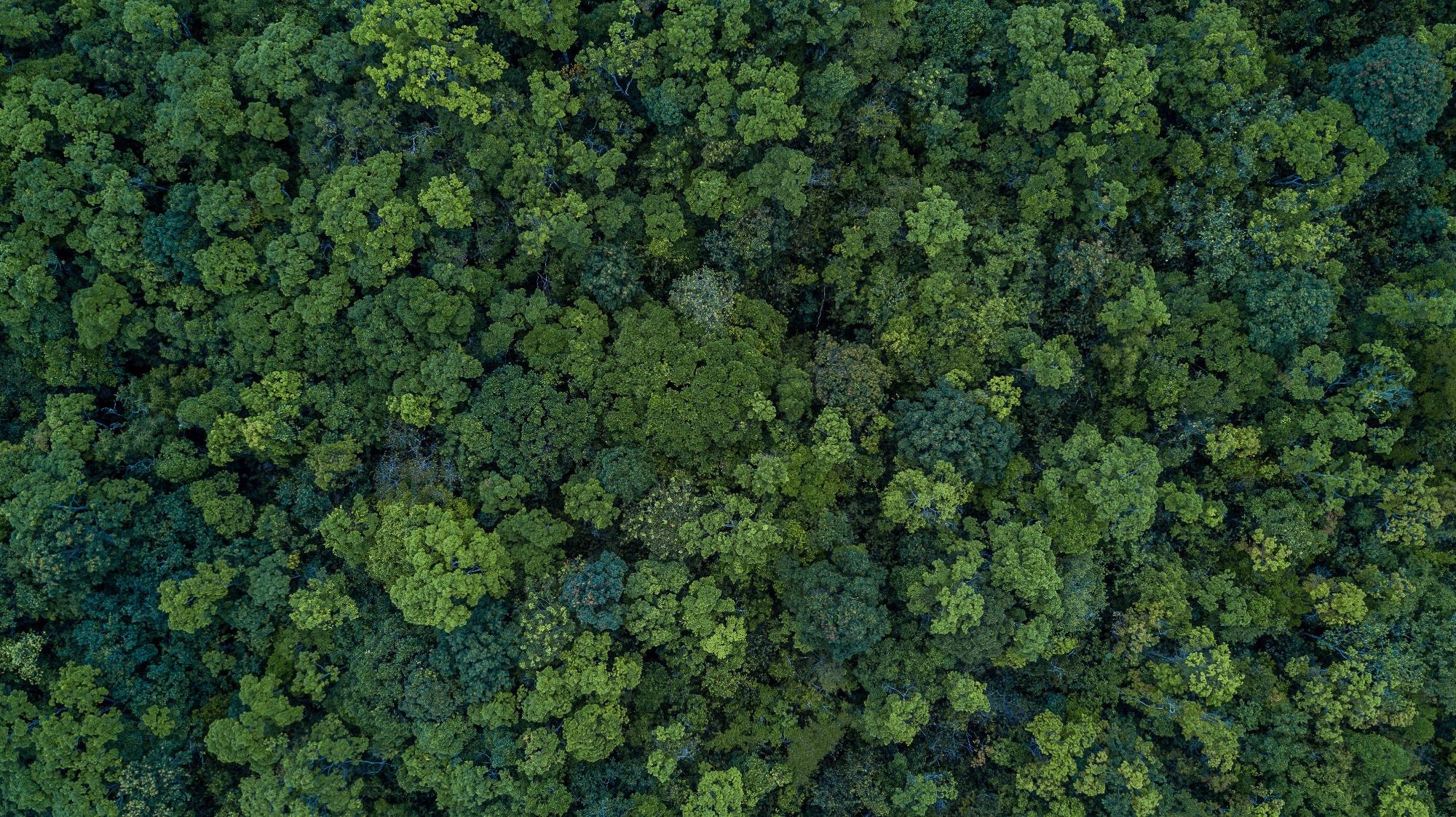 New Indicator for Monitoring Threats to the World’s Rainforests.