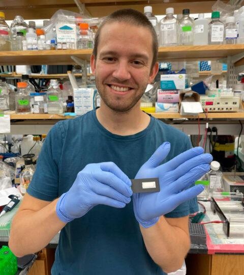 Genetic Modification: Used as Biosensor for Antibody-Based Medical Diagnostics.