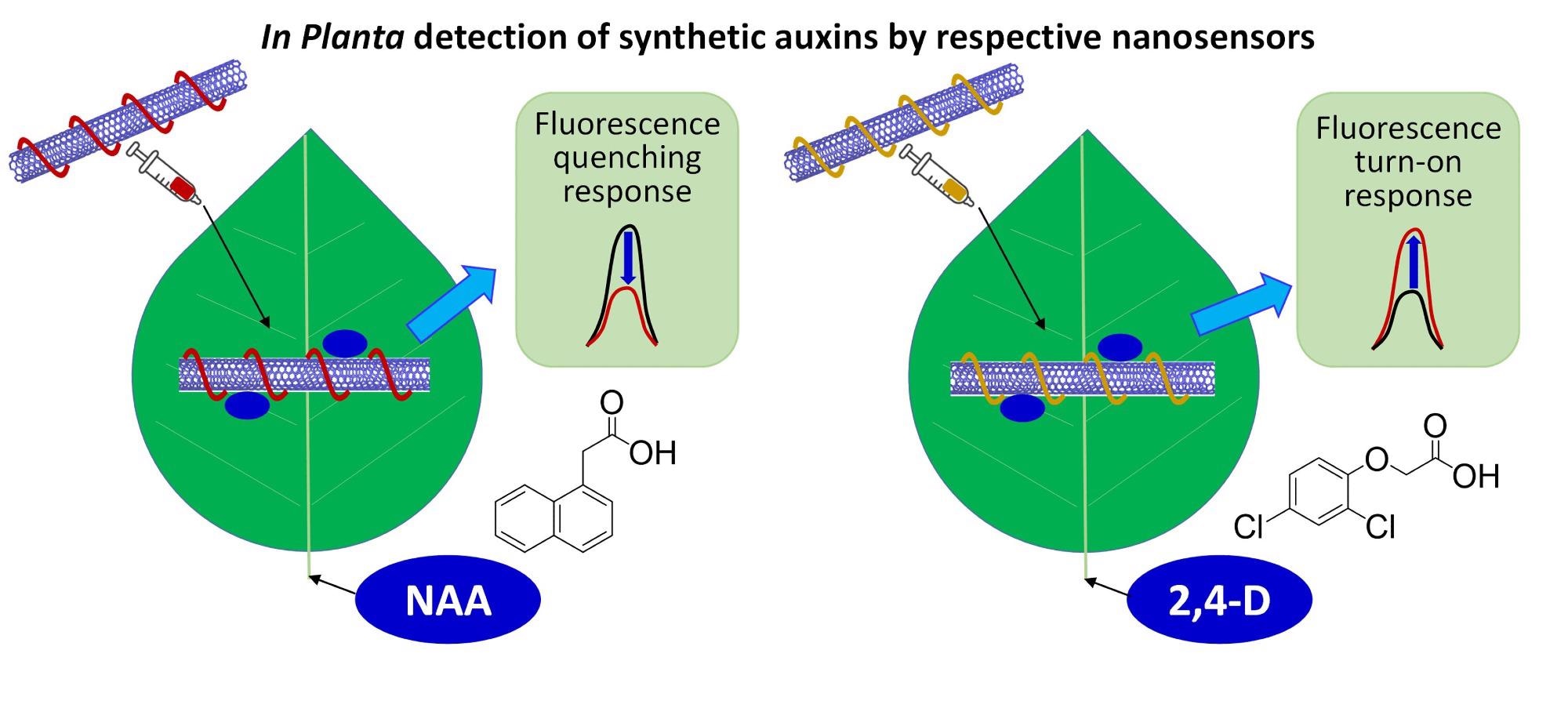 Illustration of novel in planta CoPhMoRe nano sensors for detection of synthetic auxin plant hormones