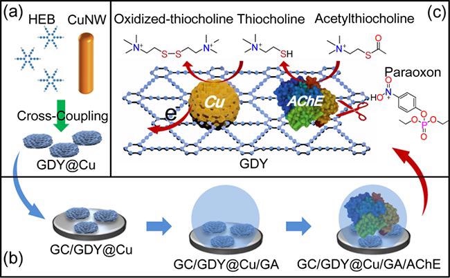 Scientists Design Electrochemical Biosensor for Interference-Free Detection of Organophosphorus Pesticides.
