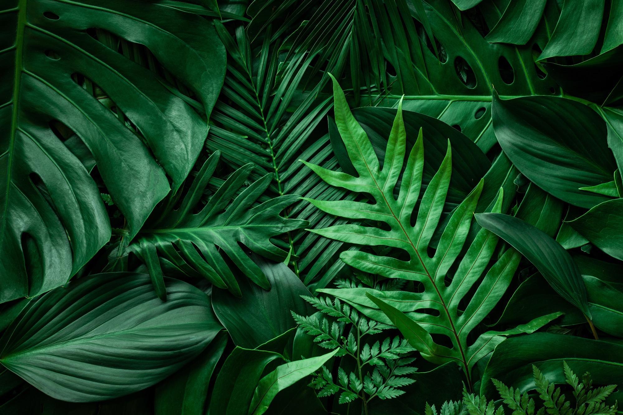 Scientists Create a Wearable Sensor for Plant Leaves to Detect Water Loss Early.