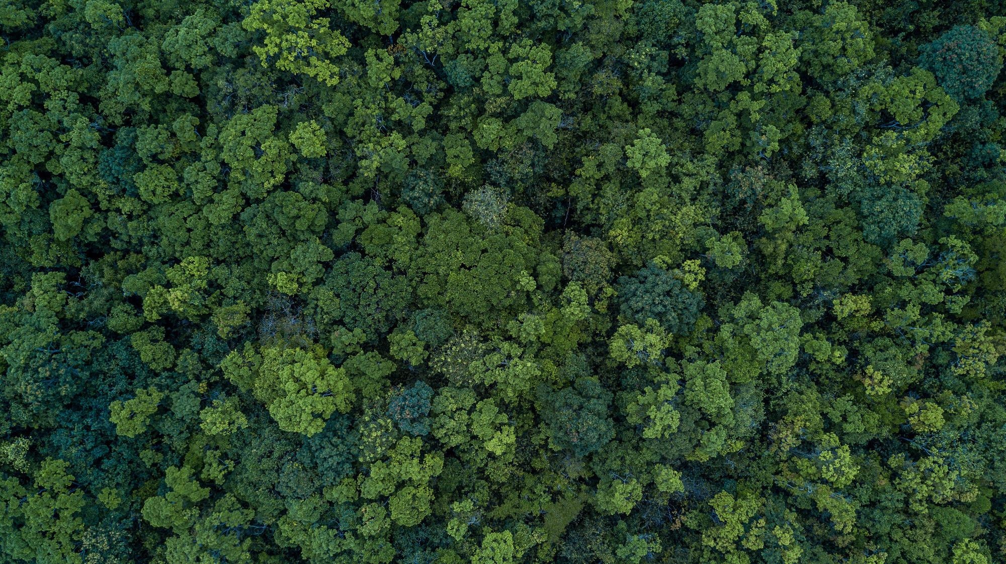 ECOSENSE Likely to Identify and Forecast Climatic Changes in the Forest Ecosystem.