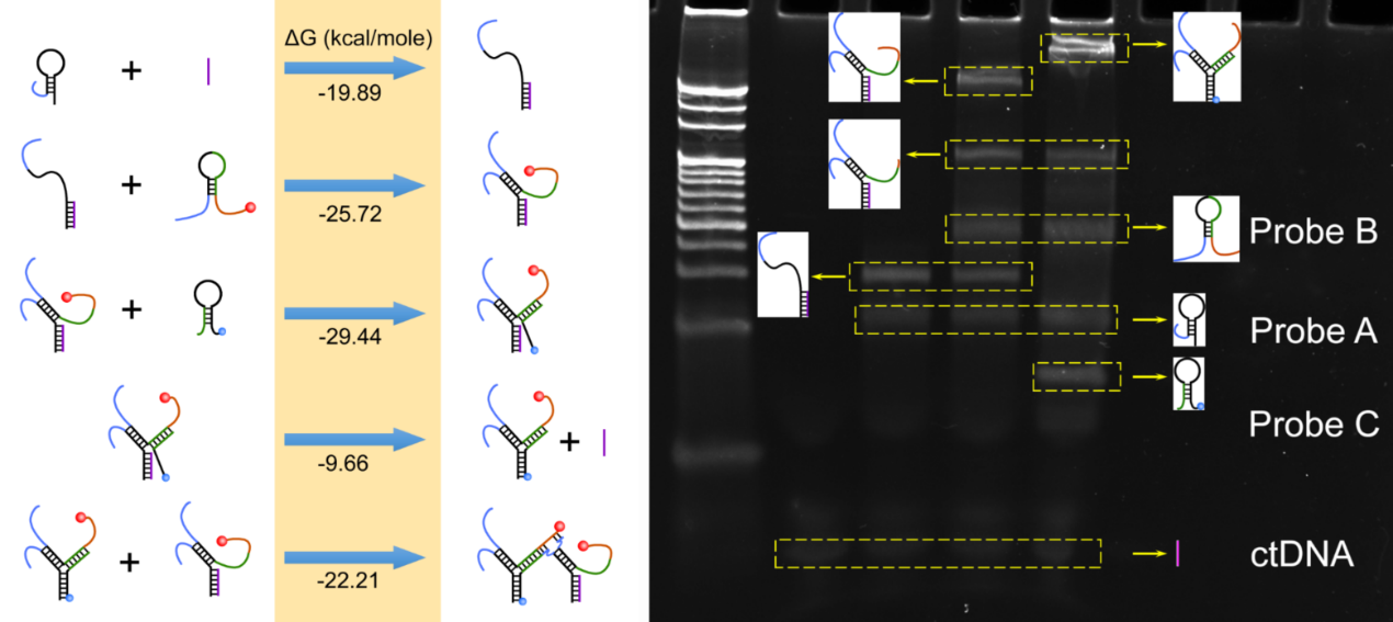 Novel Electrochemical/Fluorescent Dual-Mode Biosensor.