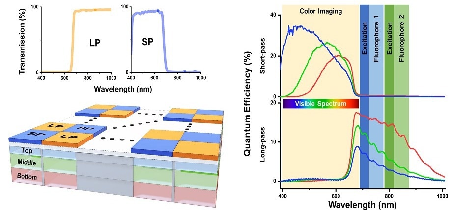 Bioinspired sensor for the endoscopic imaging system includes a pixel array that can capture light on six different spectral channels.