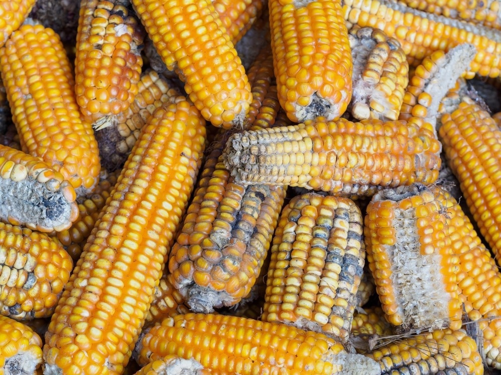 Real-Time Monitoring of Food Spoilage Made Possible by New Wireless Sensor