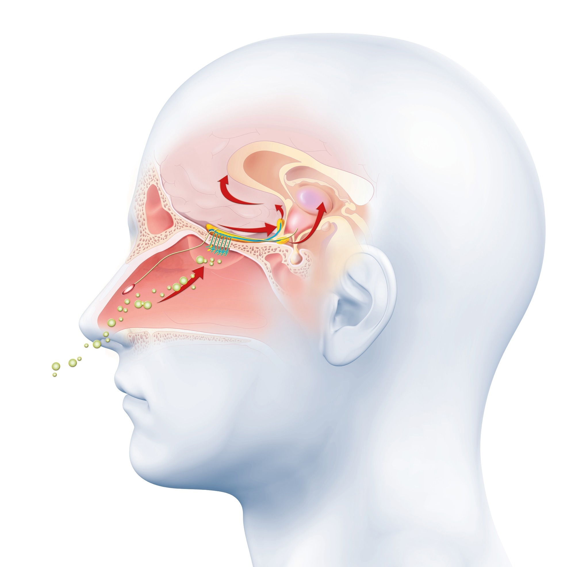 New Nerve Gas Sensor Using Human Scent Receptors Developed
