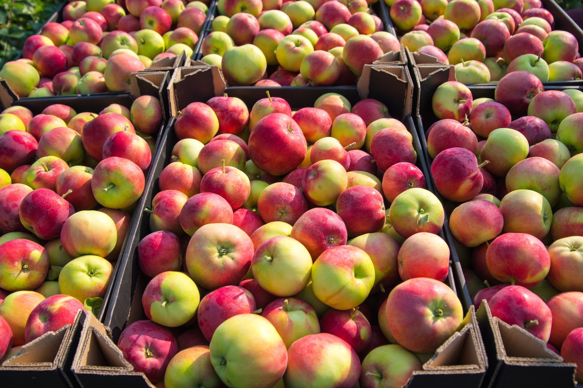 Smart Food Sensing: High-Tech Solution to Cut Global Food Waste