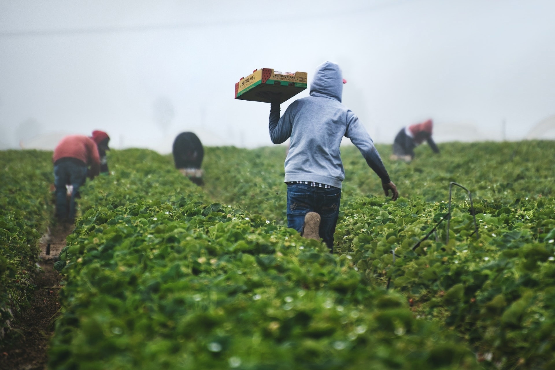 Data-Driven Agriculture: How AgWearCare is Digitizing Farming Operations