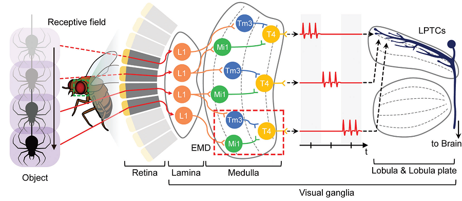 Designing an Insect-Mimicking Sensor for Motion Detection