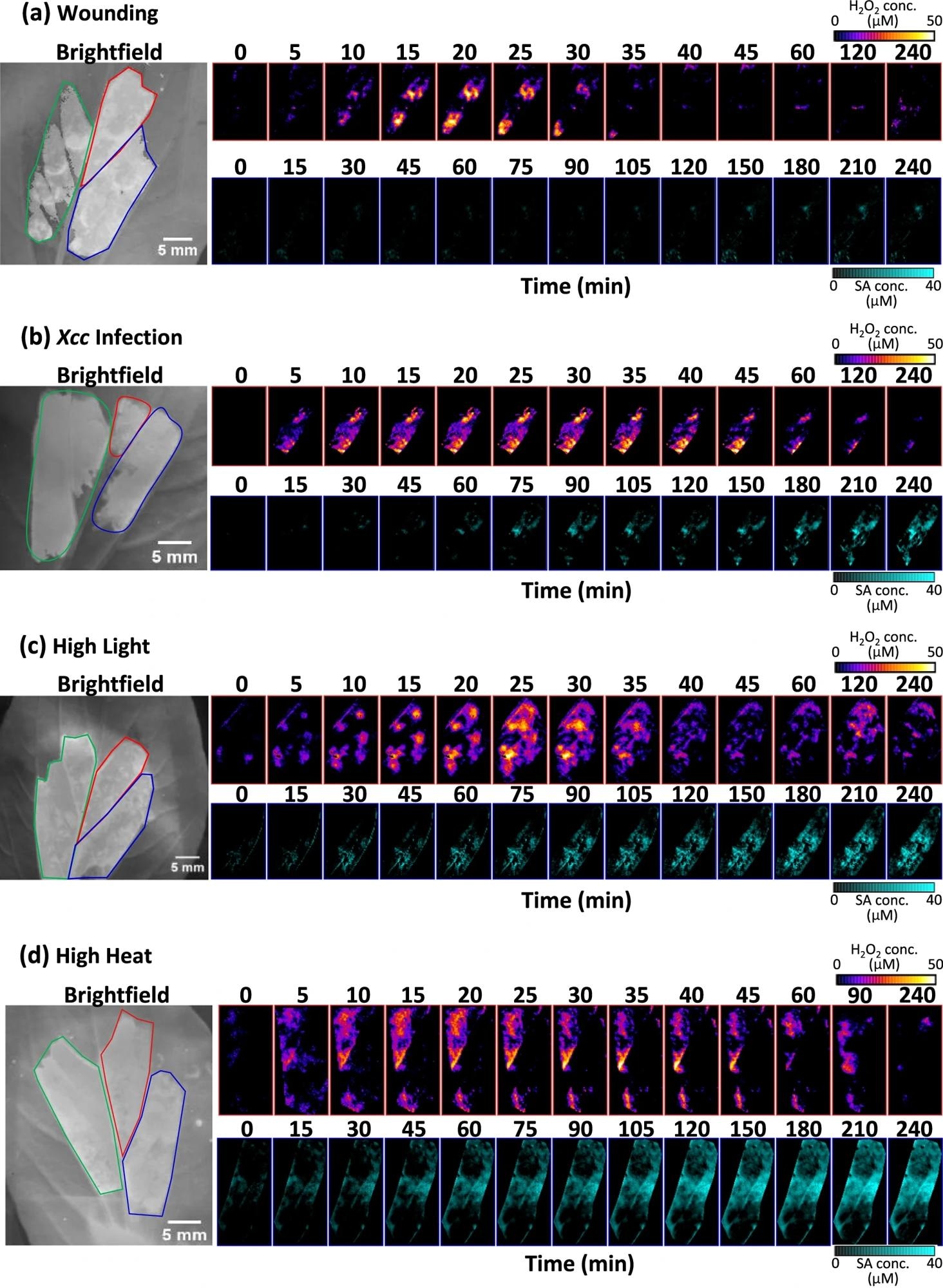 Decoding Plant Stress Responses with Nanosensor Multiplexing