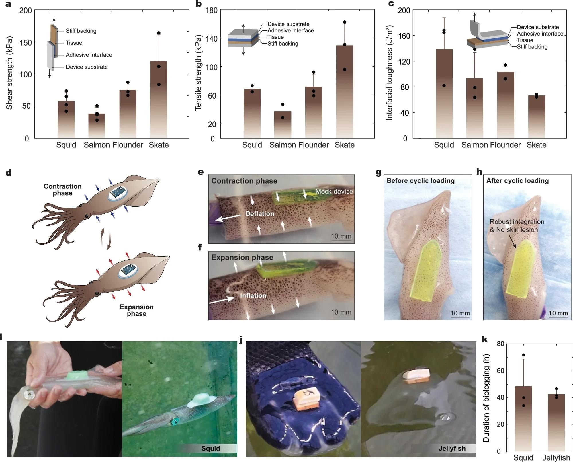 Soft Hydrogel Bioadhesive for Non-Invasive Sensor Attachment
