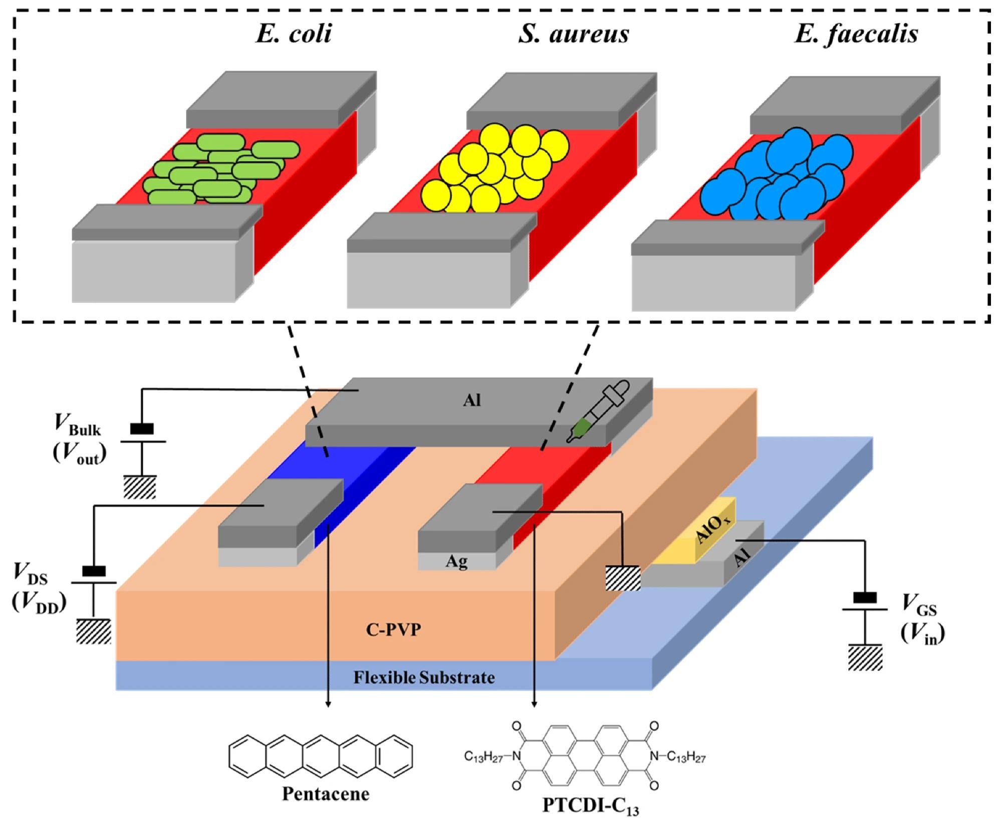 Organic Biosensors for Rapid Bacterial Detection