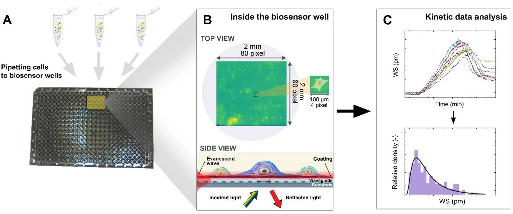Sensing the Impact of Dissociation on Early Cell Adhesion