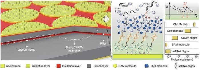 New Biosensor Detects DNA at Ultra-Low Levels