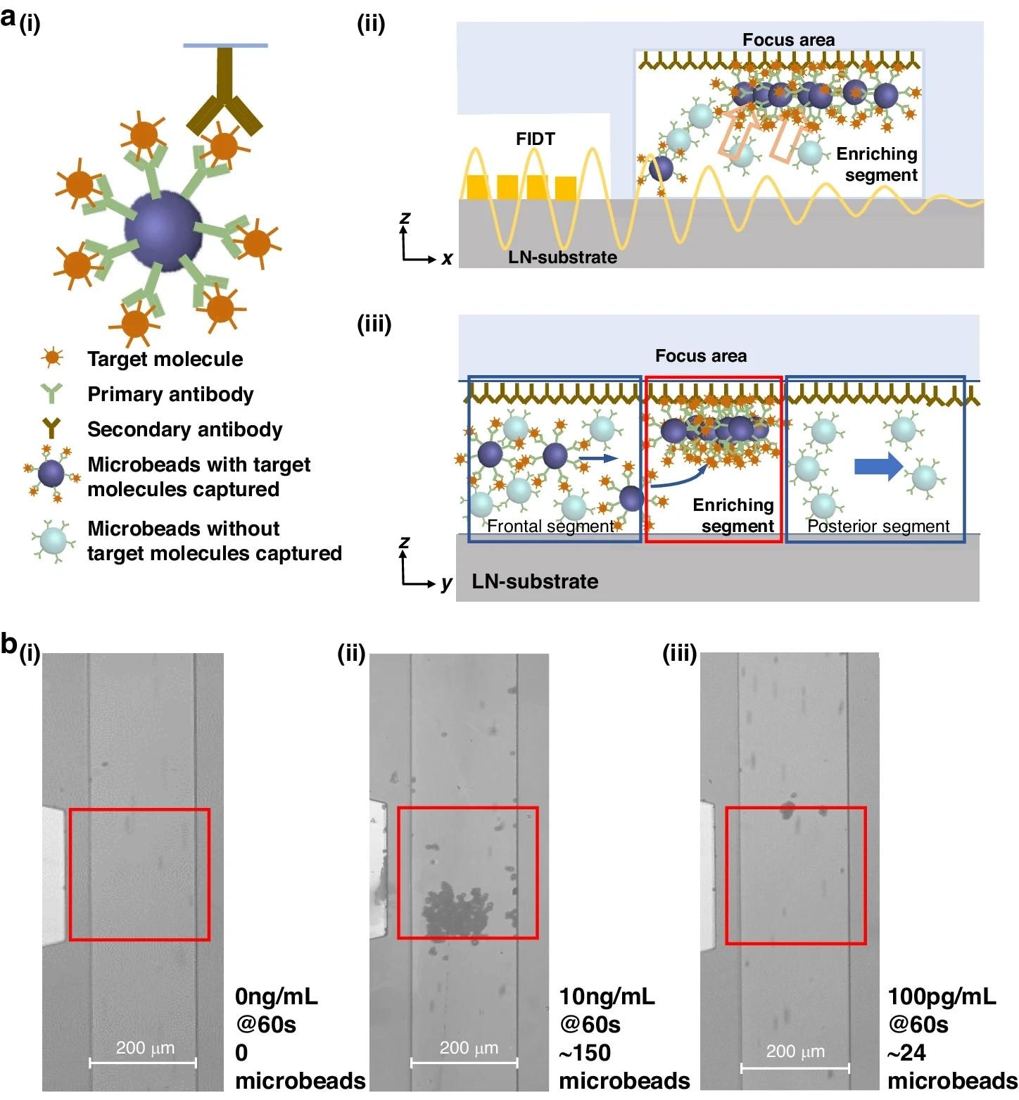 Acoustic Microfluidic Chip Boosts Biosensing Efficiency