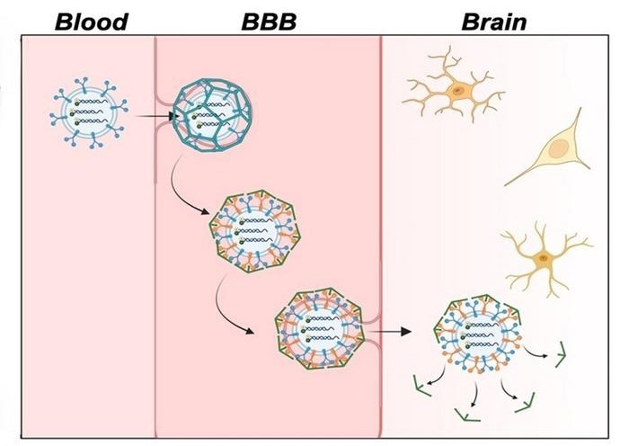 Fluorescent Sensors to Enhance Imaging of Alzheimer’s Disease