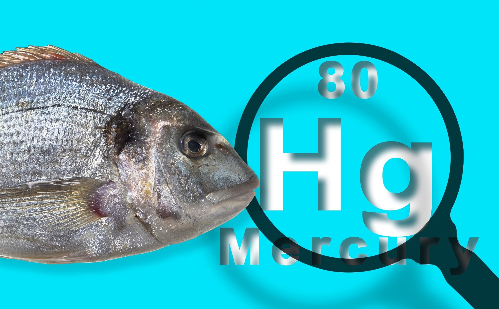 Smart Sensor Enhances Mercury Detection in Food Safety