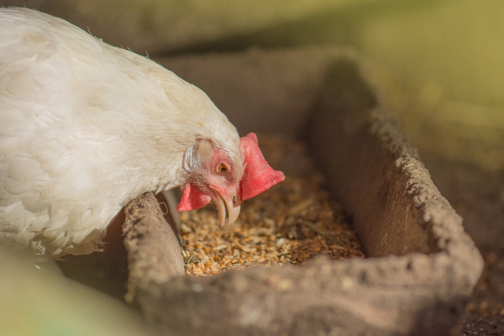 Electrochemical Sensor Boosts Poultry Feed Analysis