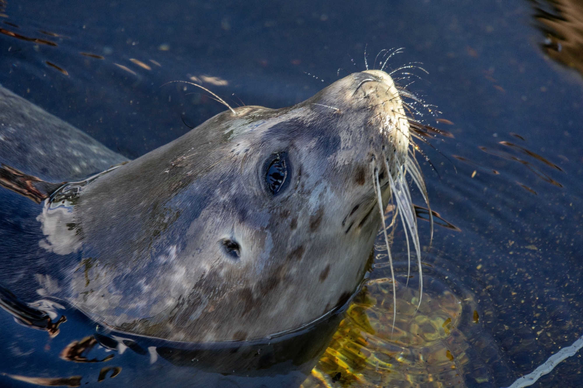 Enhancing Wind Safety with Seal-Inspired Sensors