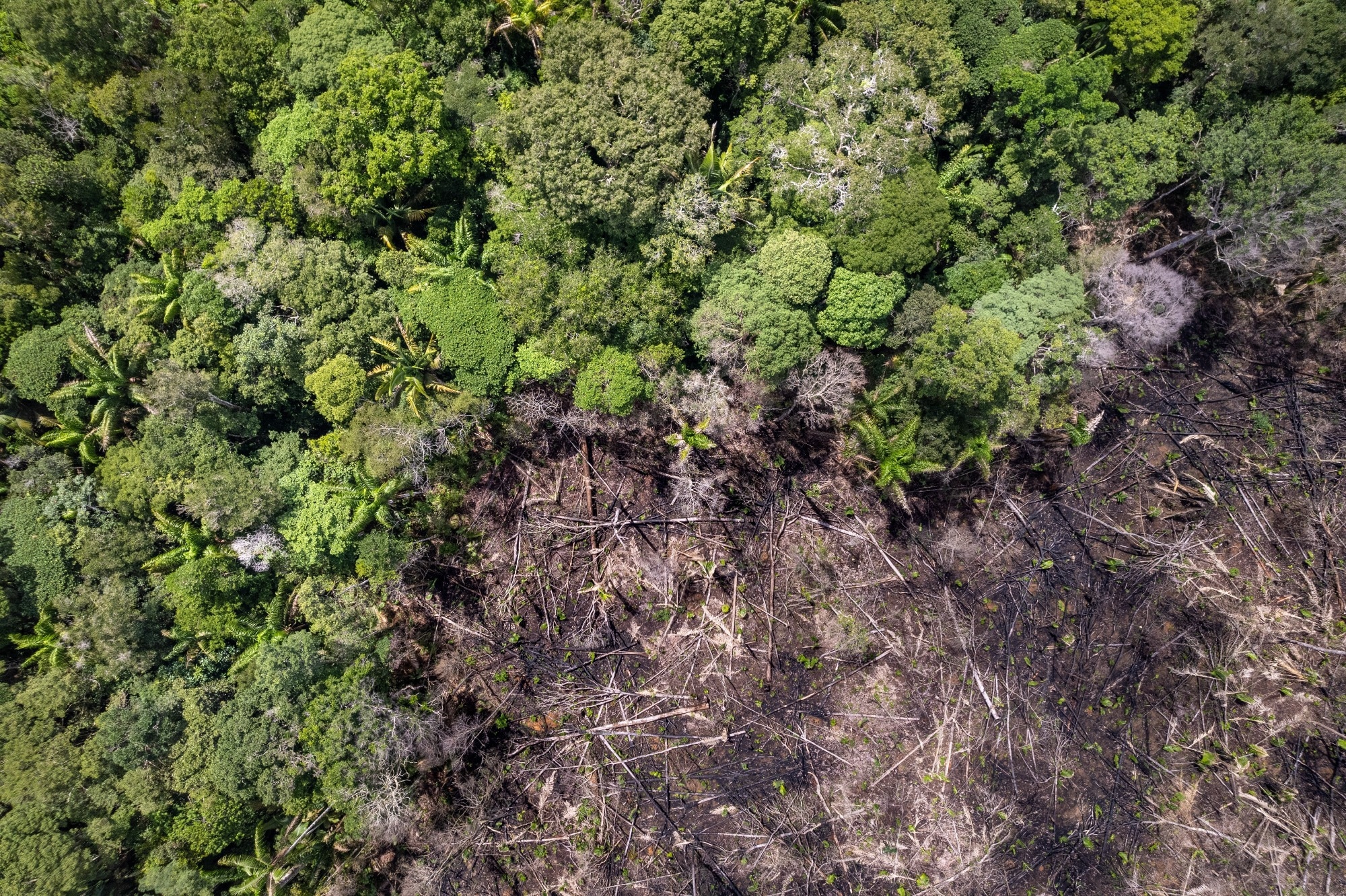 Novel AI-Driven Approach to Forest Management