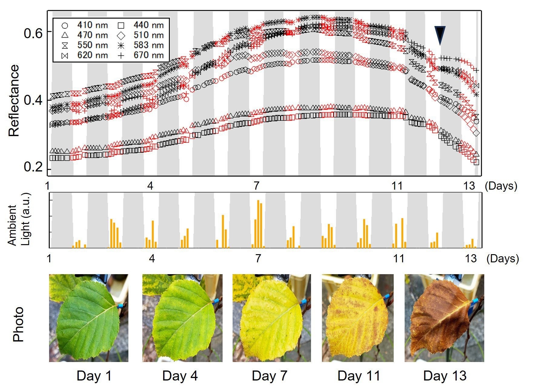 Observations of birch leaves in the autumn foliage stage over a two-week period.