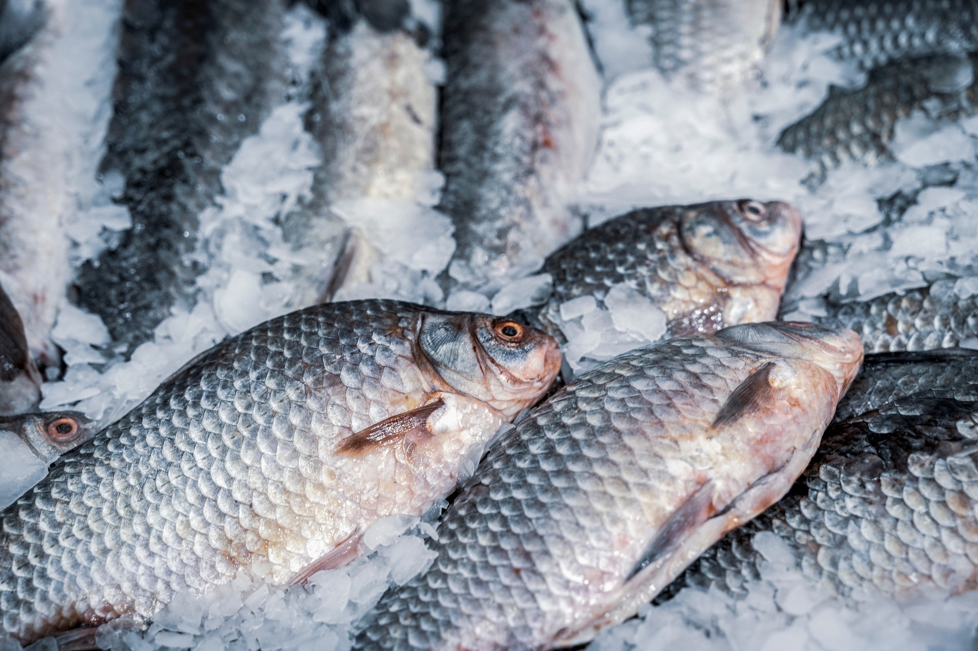 Fresh fish on ice. Sale of fresh frozen fish on farmer