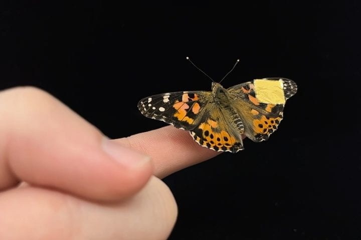 Researchers at UC Irvine have created a soft, conformable implant that measures neurological signals in patients’ developing brains. Seen here on the wing of a butterfly, this invention uses an organic polymer material that’s more compatible with sensitive living tissues than rigid, silicon-based medical devices.