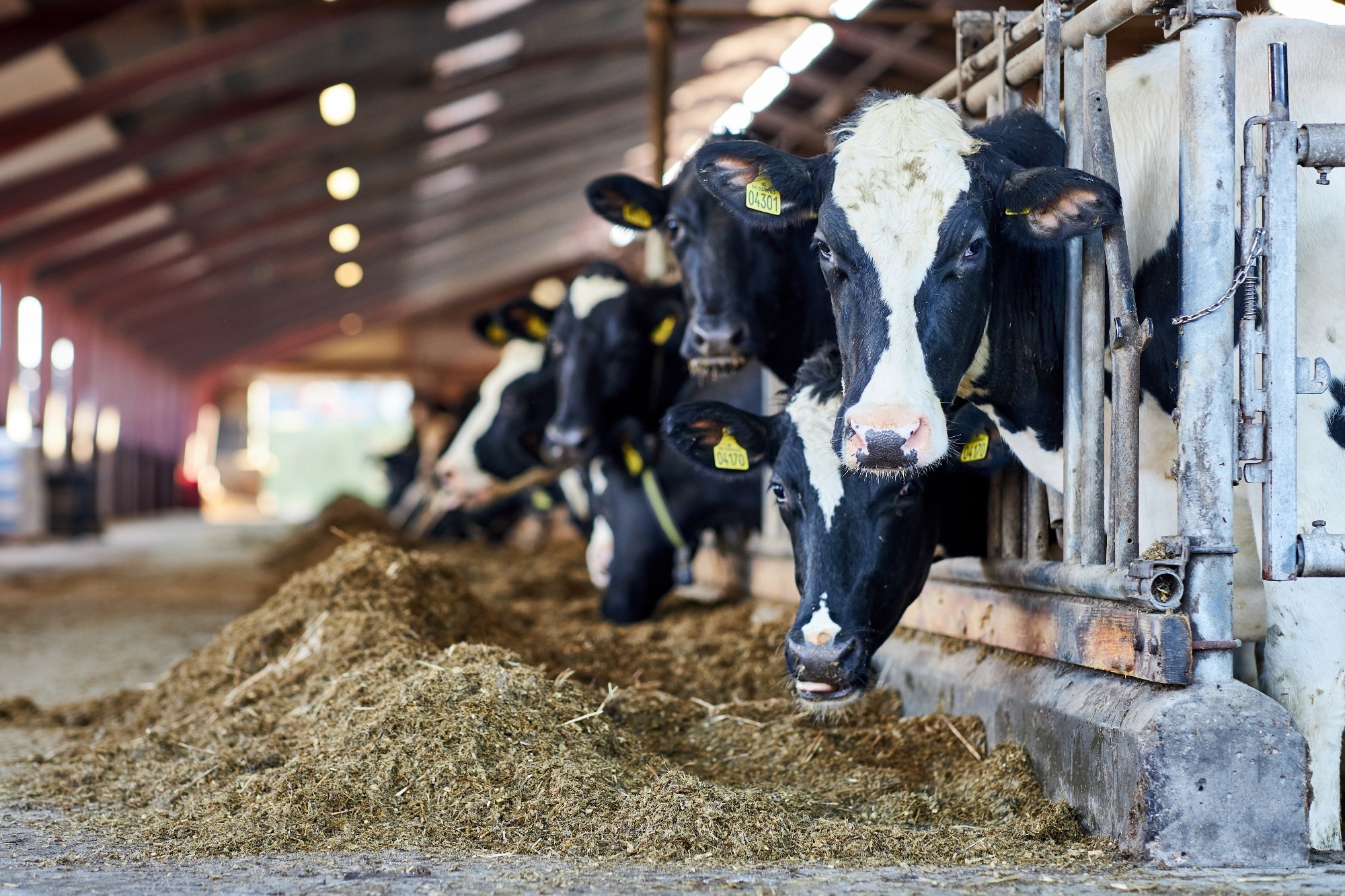 . Modern farm cowshed with milking cows eating hay.