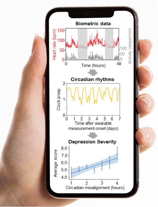 Schematic diagram of the research results. Based on the biometric data collected by a smartwatch, a mathematical algorithm that solves the inverse problem to estimate the brain