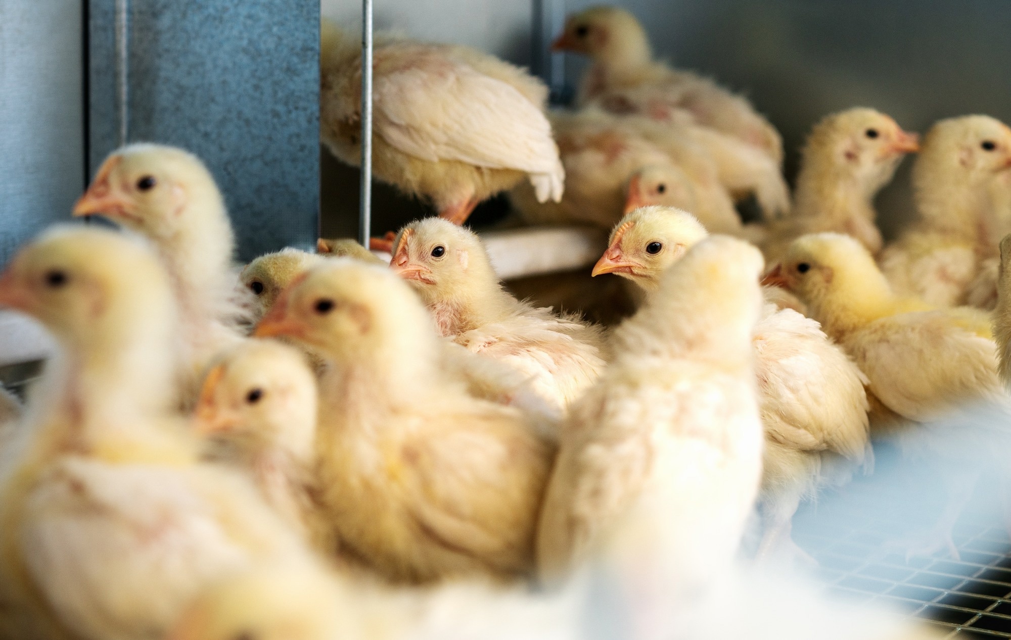 New Biosensor Tracks Airborne H5N1 in Real Time, Offering Faster Outbreak Detection