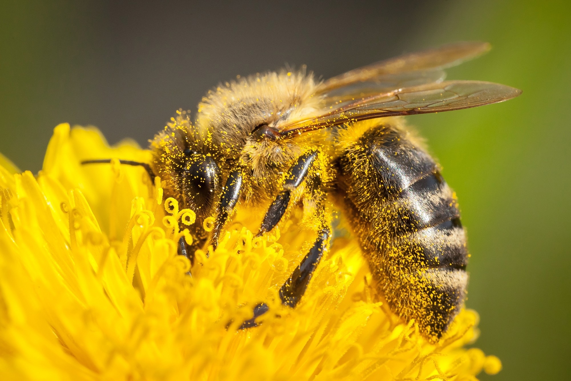 A honey bee sat on a flower.