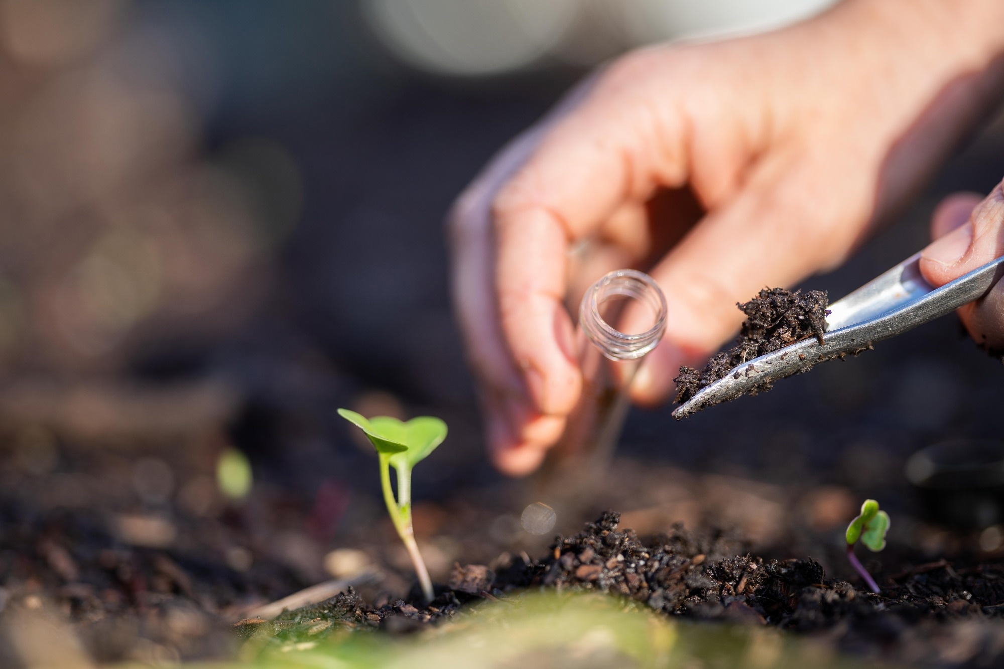 New Electrochemical Sensor for the Early Detection of Plant Stress