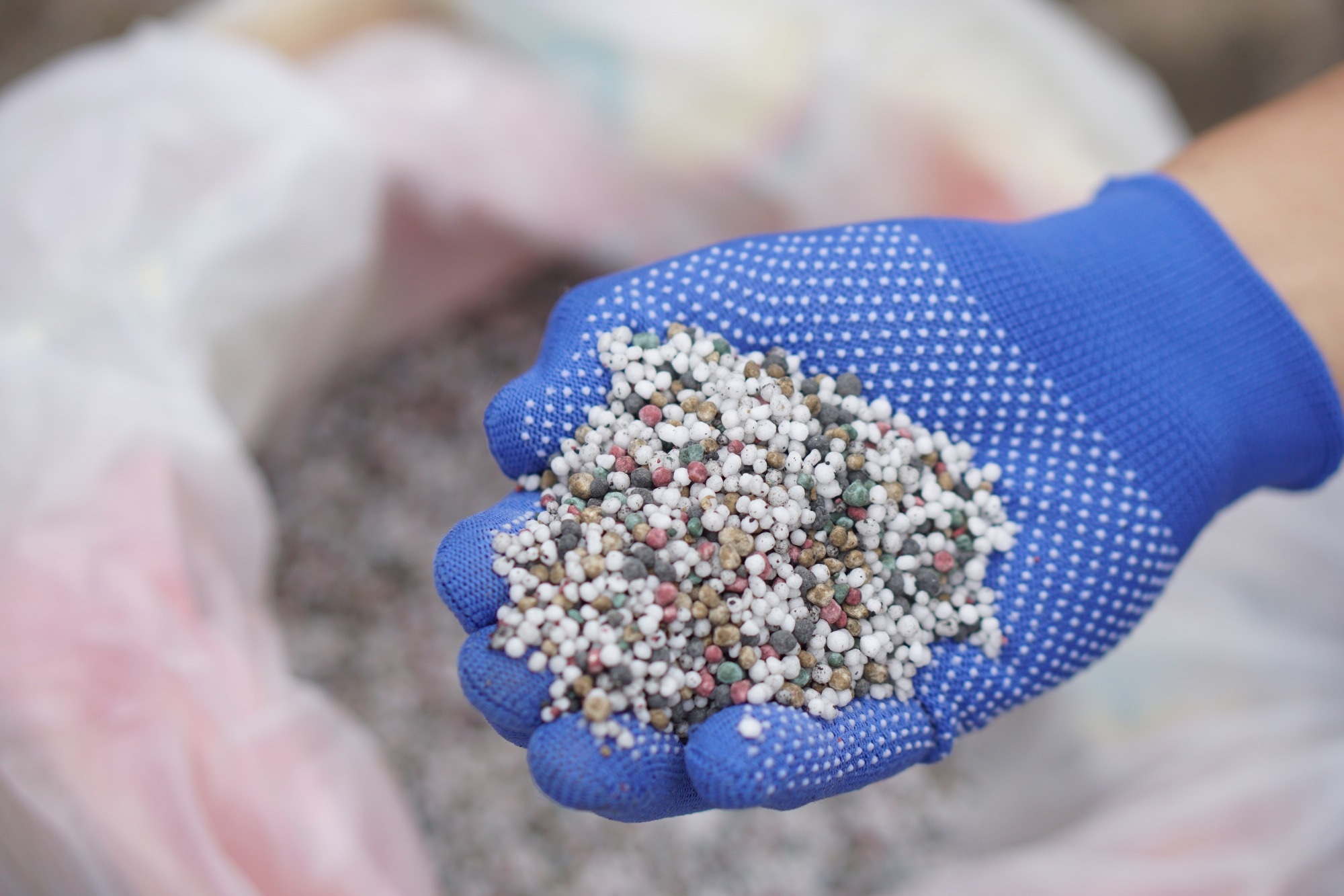 Close up hands hold mixed chemical fertilizer.