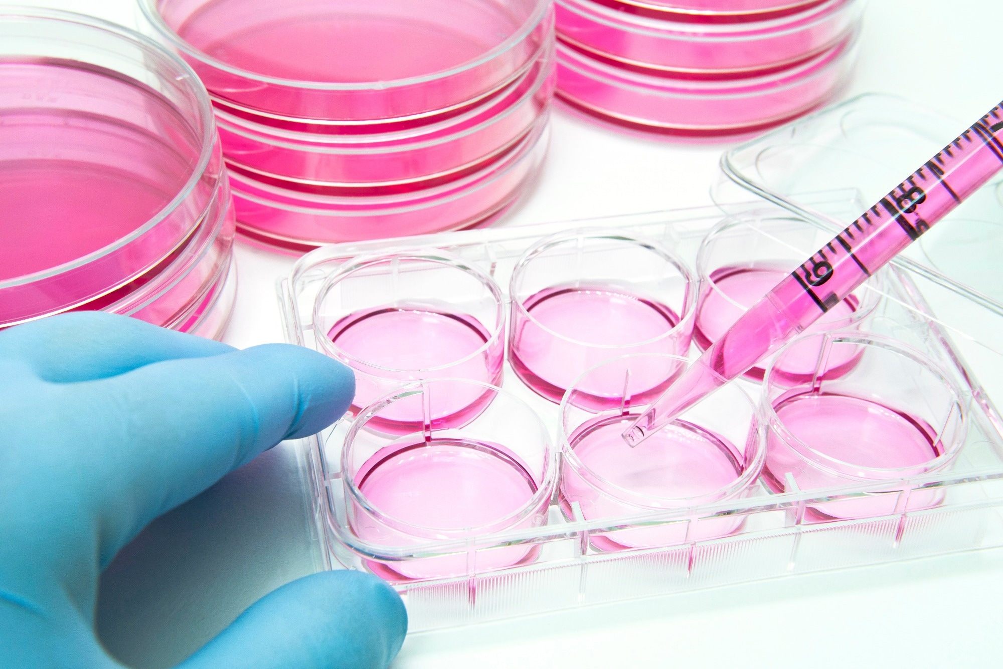 Aliquot of human stem cells into the 6 well plate for cellular assay.