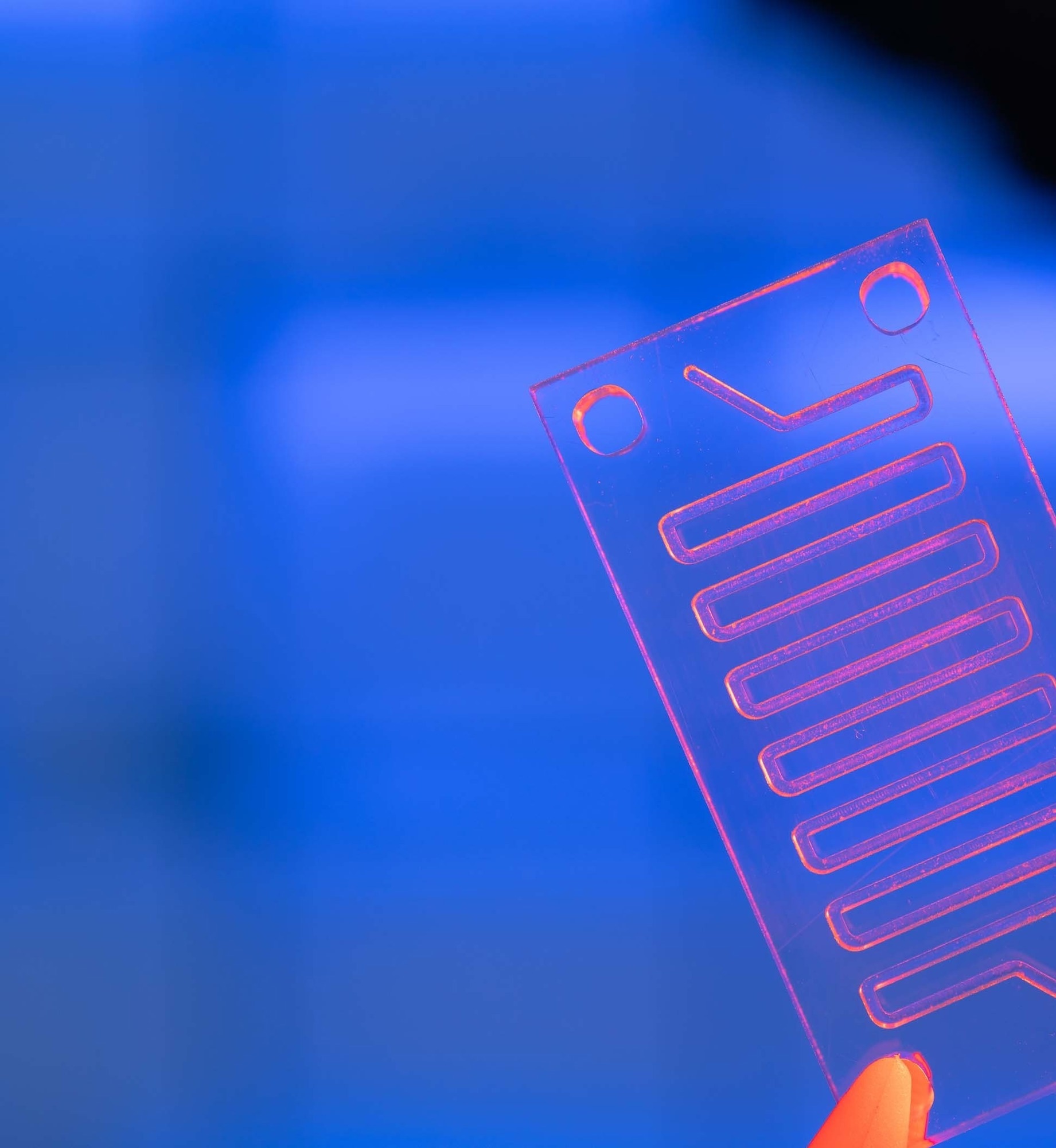 Close-up of a transparent microfluidic chip held by tweezers, with fluidic channels visible against a blue background