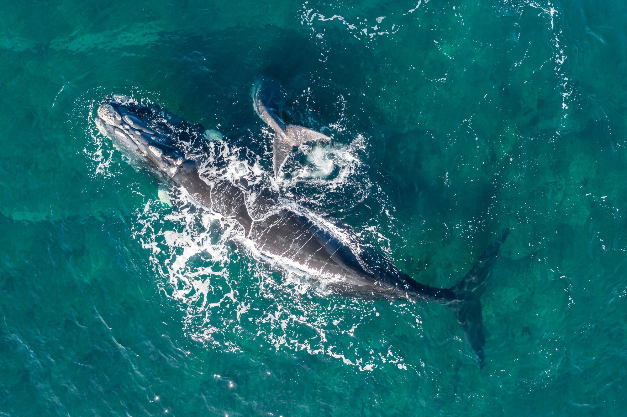 Aerial view of a southern right whale and her calf.
