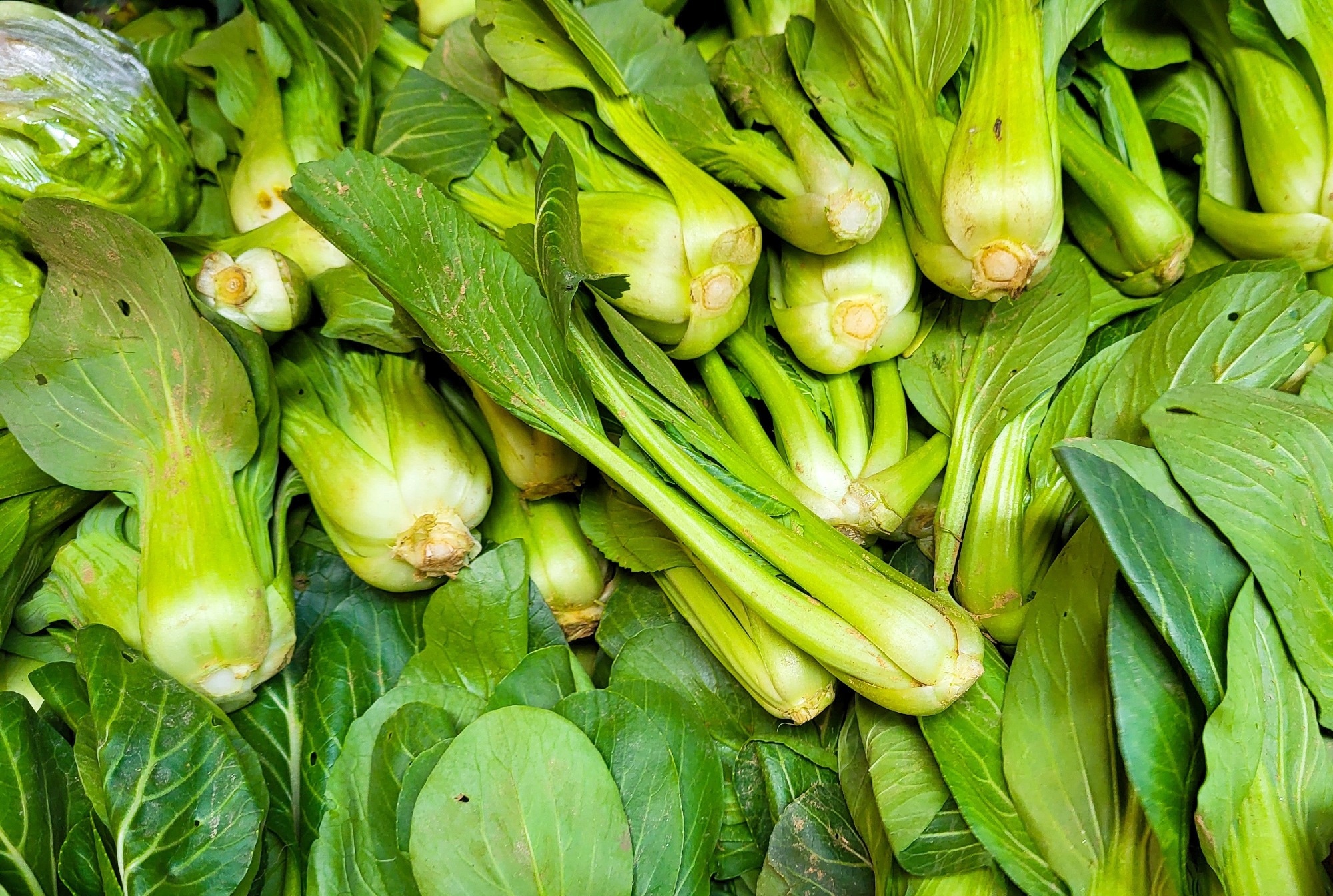 Heap of organic Bok Choy Chinese Cabbage fresh vegetable.