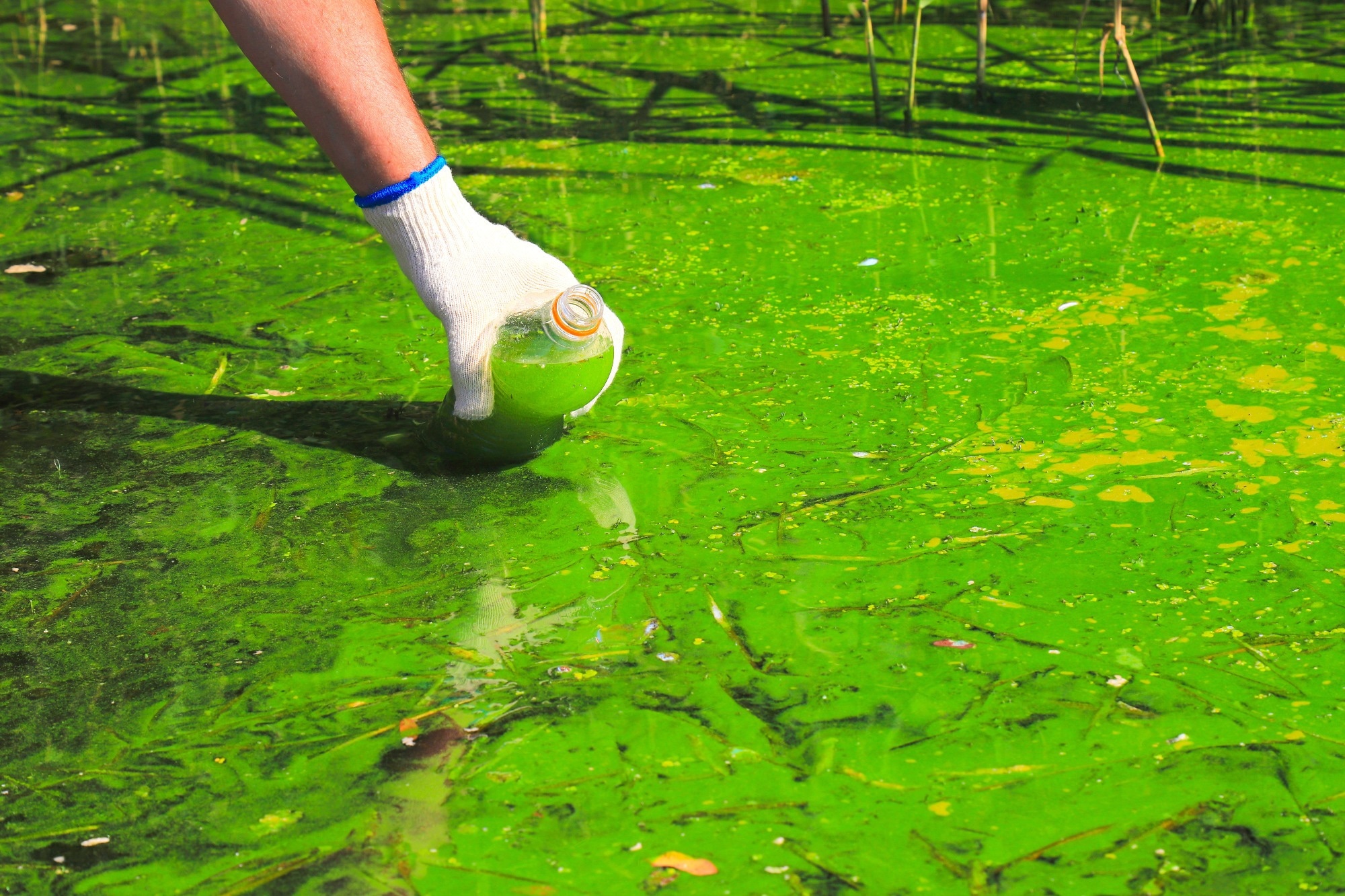A scientist collects a water bottle of algae blooms from a body of water.