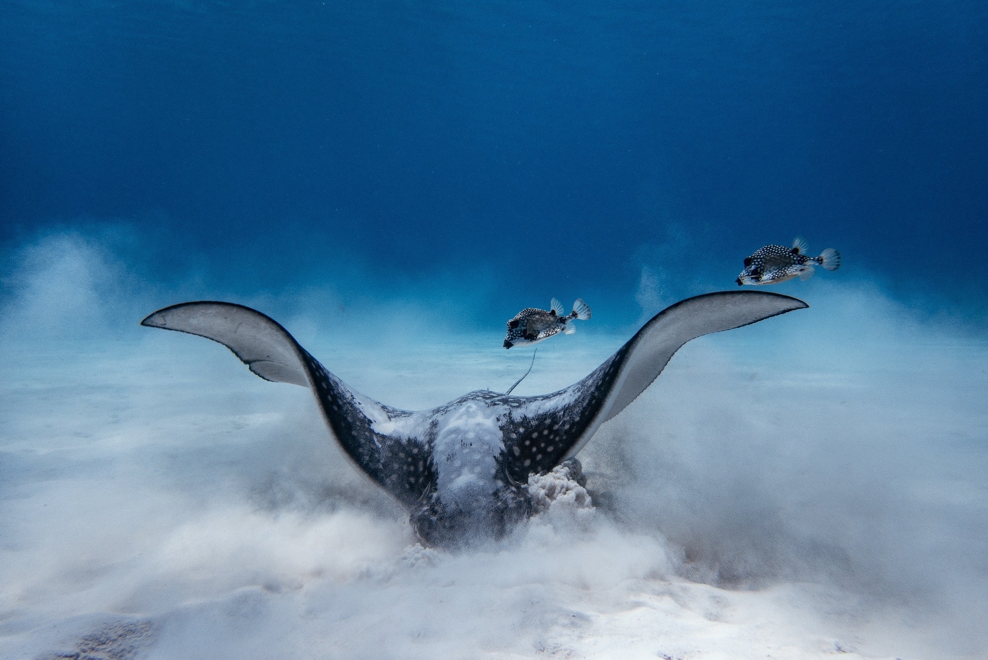 A spotted eagle ray rummaging in the sea floor for food.